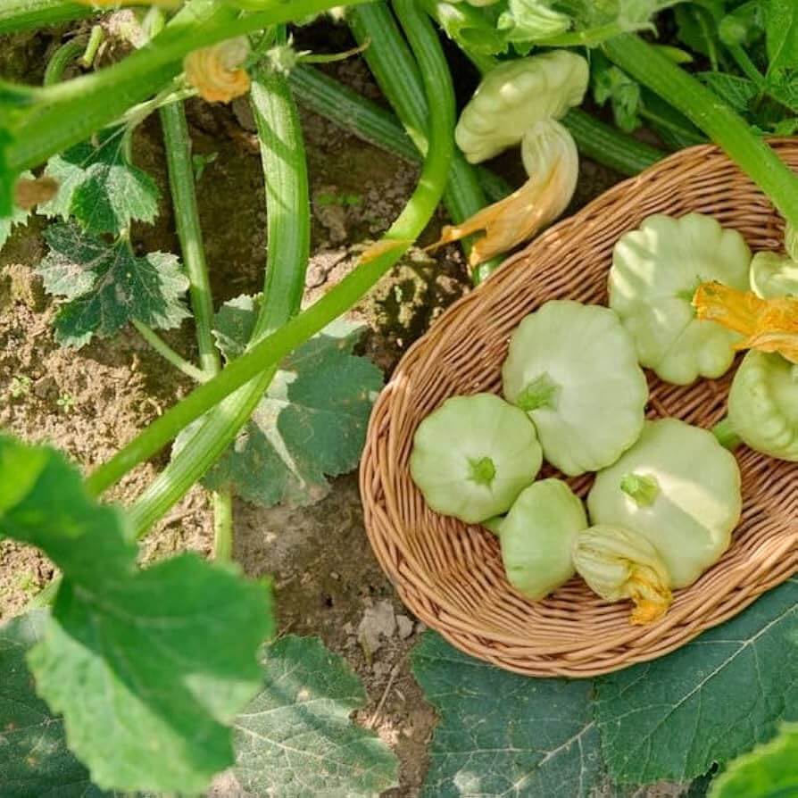 Scallop Squash Seeds - Velvet Bennings