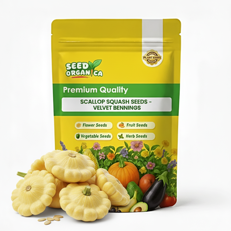 Scallop Squash Seeds - Velvet Bennings