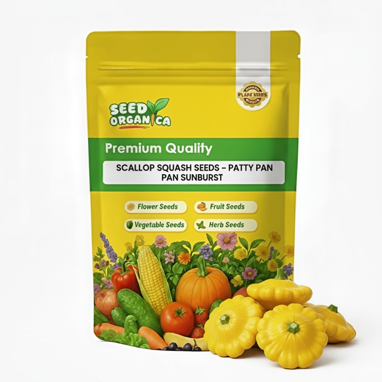 Scallop Squash Seeds – Patty Pan Sunburst