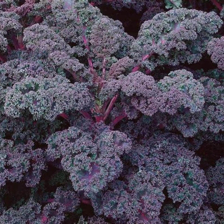 Scarlet Kale Seeds - Vegetable Plant