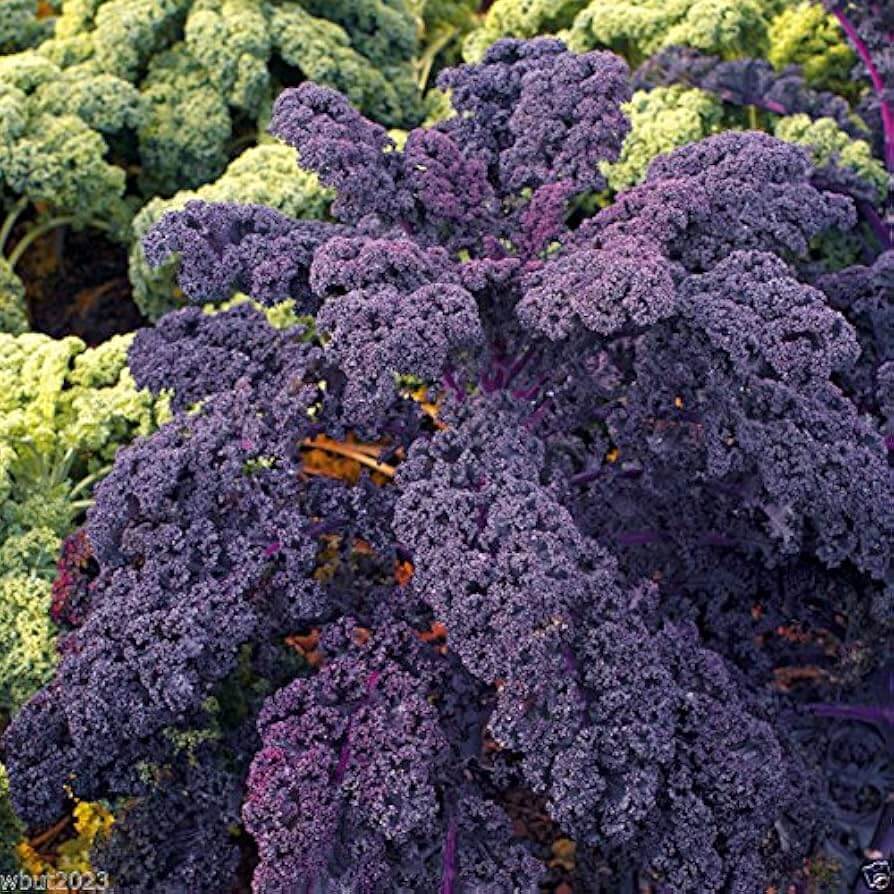 Scarlet Kale Seeds - Vegetable Plant