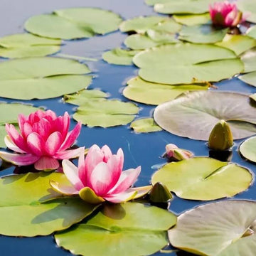 Exquisite Water Lotus Seeds – Flower Plant