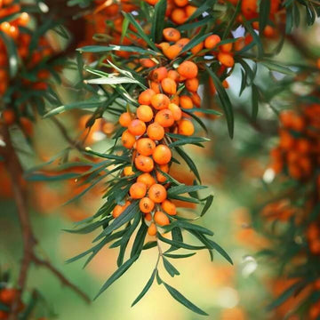 Seaberry Seeds - Fruit Plant for Home Gardens