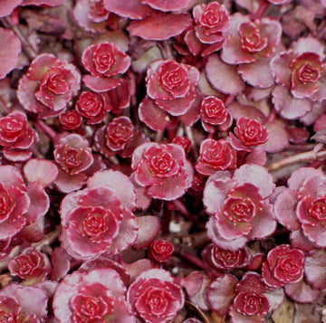 Dragon's Blood Stonecrop Seeds – Flower Plant