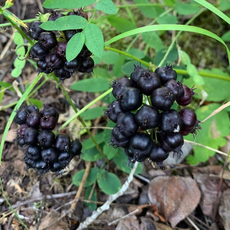 Seeds