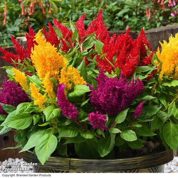 Semilla de Celosia Seeds - Flower Plant