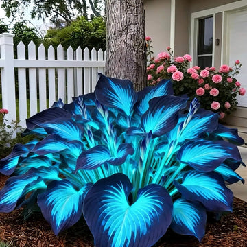 Shade Garden Hosta Seeds for Planting