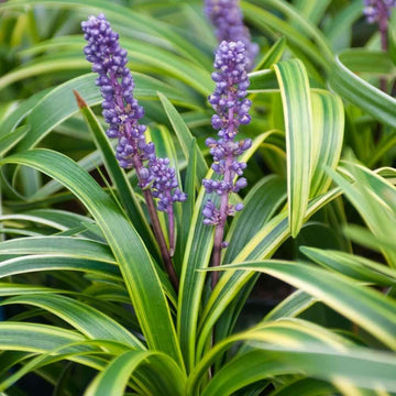 Shade Tolerant Grass seeds