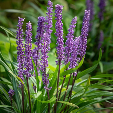 Shade Tolerant Grass seeds