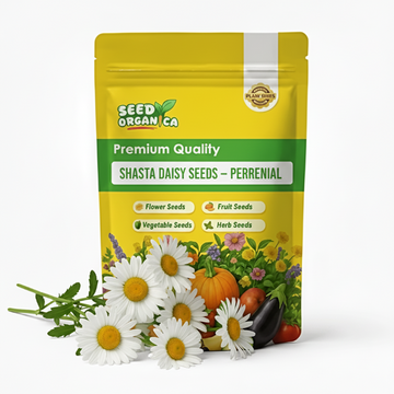 Shasta Daisy Seeds – Perennial
