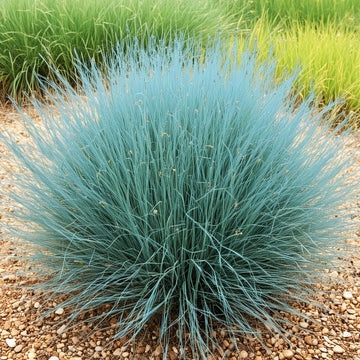 Sheep Fescue Seeds - Flower Plant