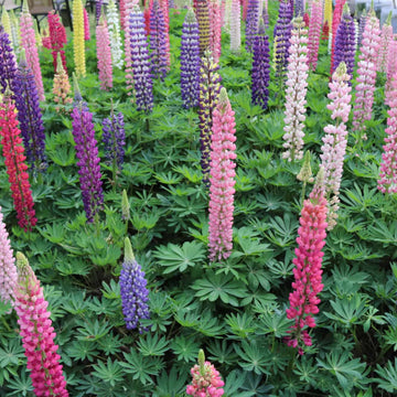 Wildflower Lupine Seeds – Flower Plant