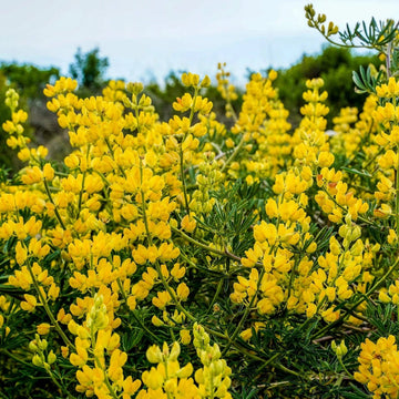 Wildflower Yellow Lupine Seeds – Flower Plant