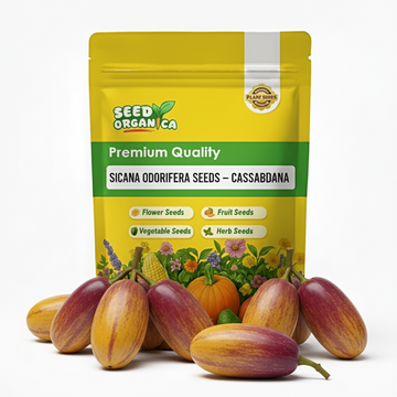 Sicana Odorifera Seeds – Cassabanana