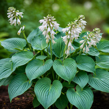 Sieboldiana_Elegans_HostaSeeds_FlowerPlant