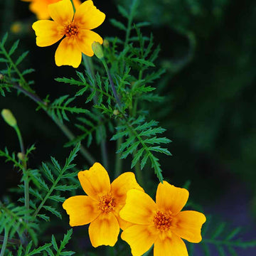 Edible Signet Marigold Seeds – Flower Plant