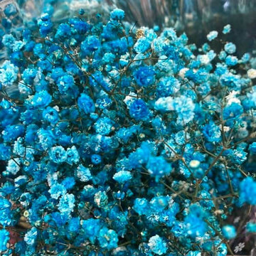 Sky Blue Gypsophila Seeds - Flower Plant