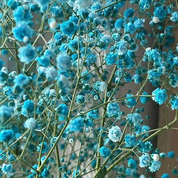 Sky Blue Gypsophila Seeds - Flower Plant