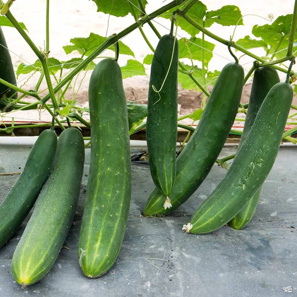 Slicing Cucumber Seeds