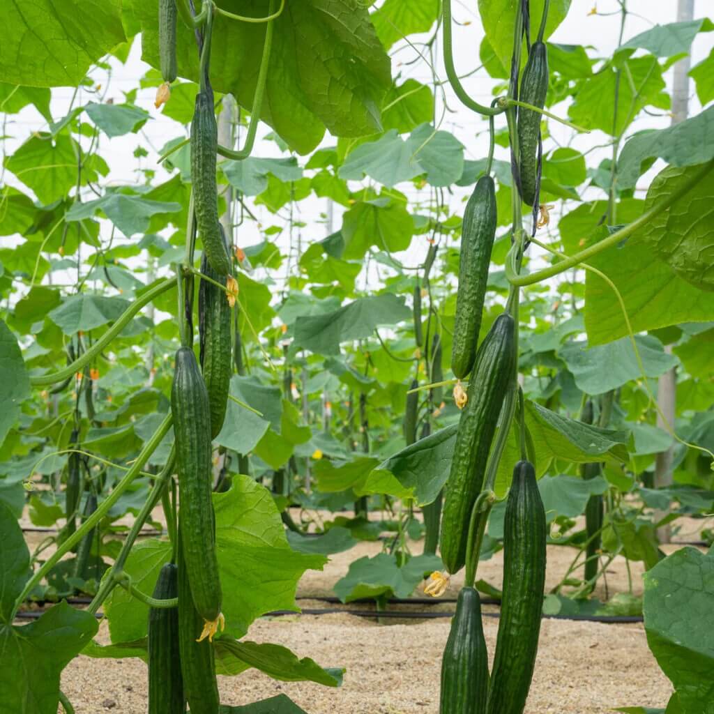 Slicing Cucumber Seeds