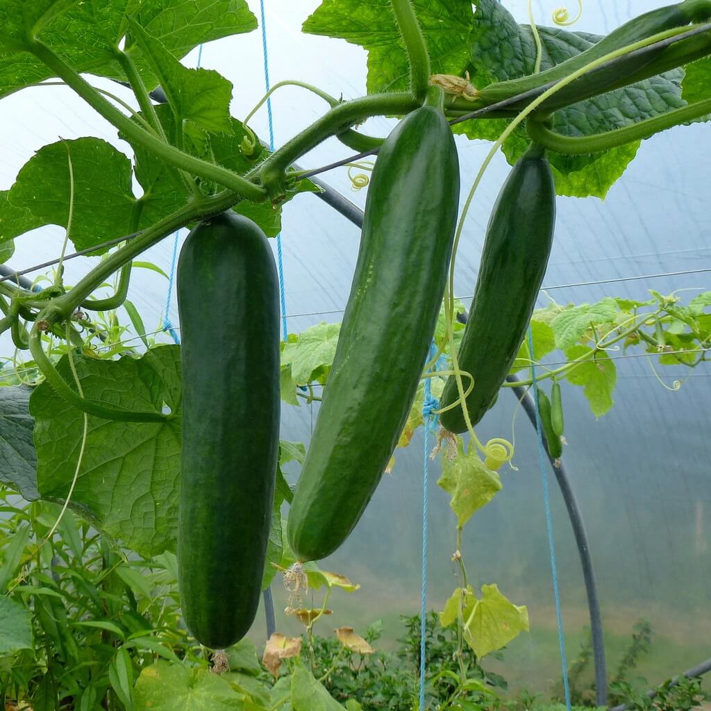 Slicing Cucumber Seeds