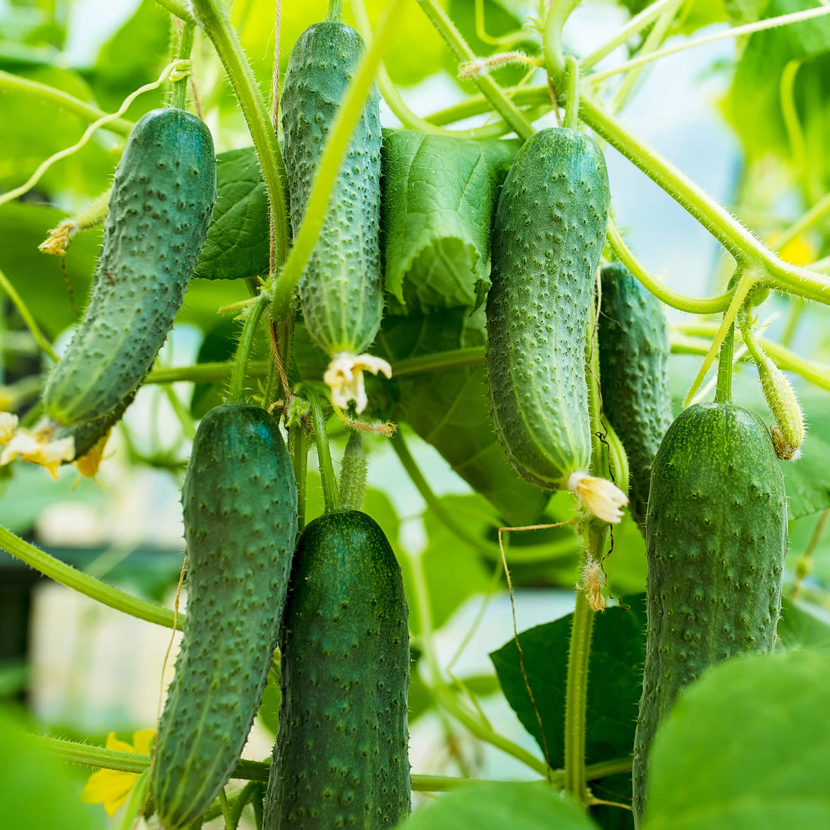 Slicing Cucumber Seeds