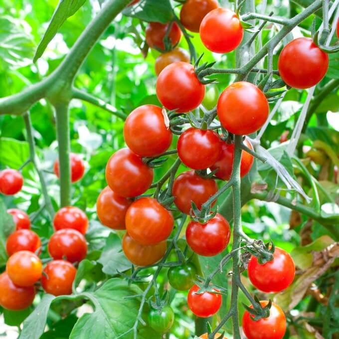 Snack Size Tomato Plants Seeds
