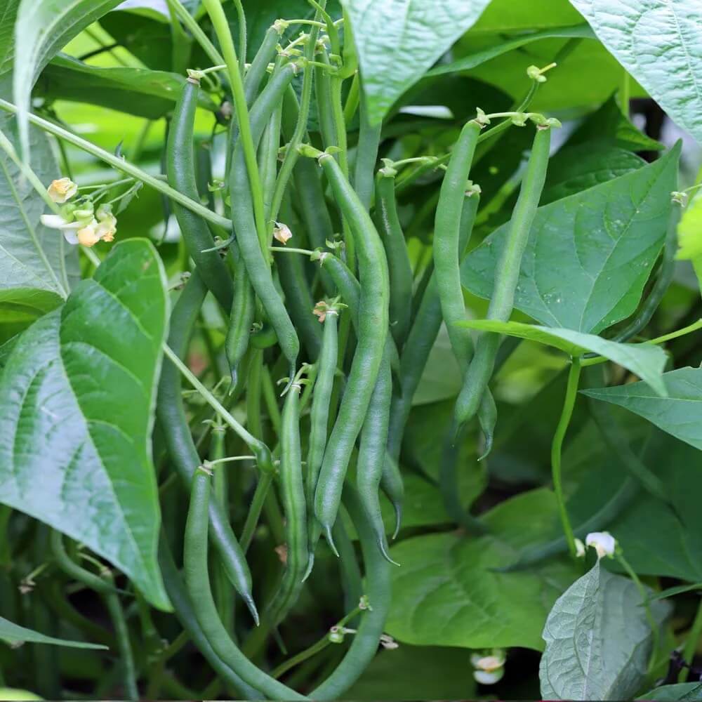 Snap Bean Seeds - Green