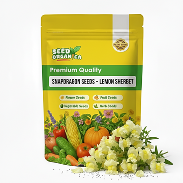 Snapdragon Seeds – Lemon Sherbet