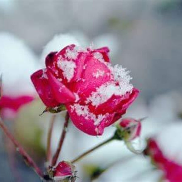 Snow Rose Flower Seeds – Pink Blooms