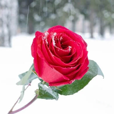 Snow Rose Flower Seeds – Pink Blooms