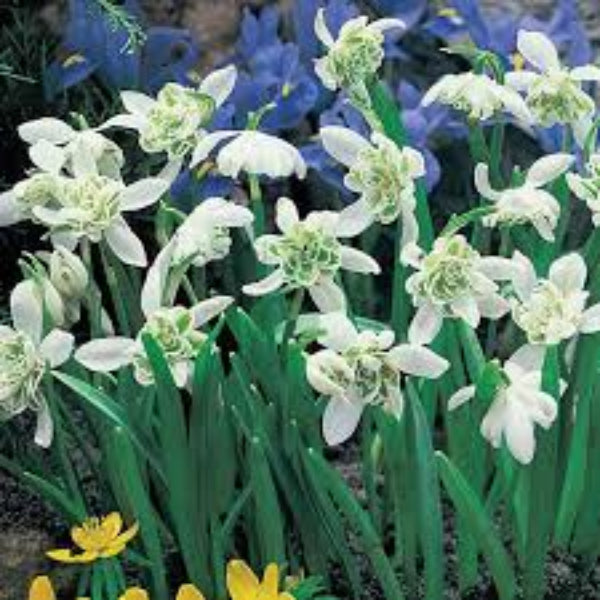 Snowdrop Seeds – Flore Pleno