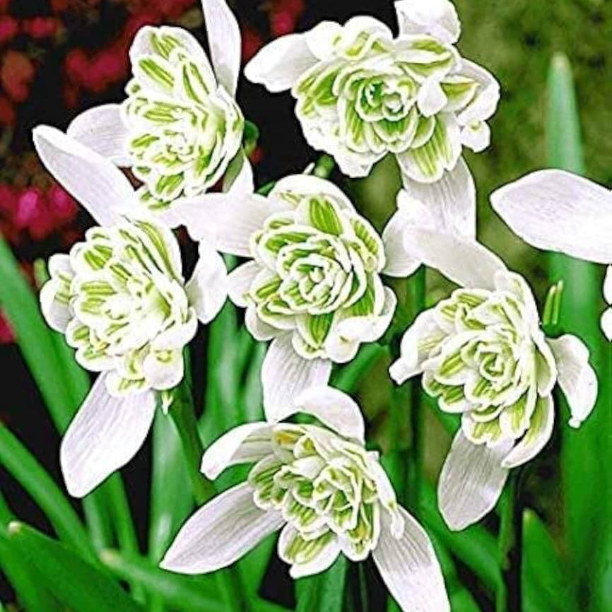 Snowdrop Seeds – Flore Pleno
