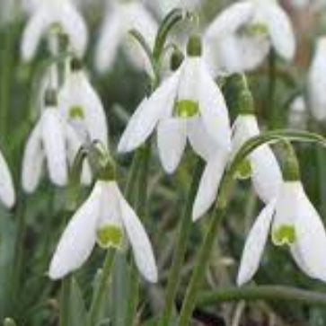 Snowdrop Seeds – White