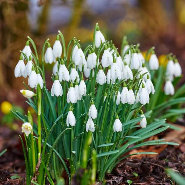 Snowdrop Seeds – White