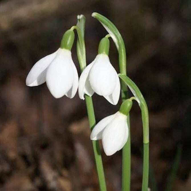 Snowdrop Seeds – White