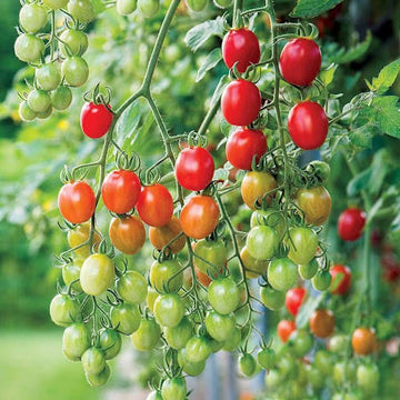 Solanum lycopersicum Seeds for Planting