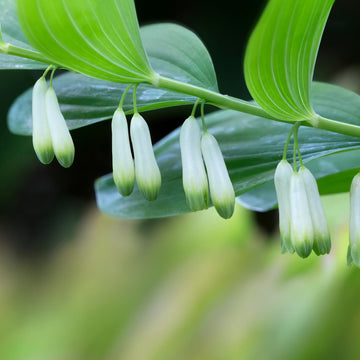 Solomon’s Seal Seeds