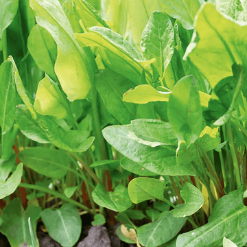 Sorrel Seeds – French