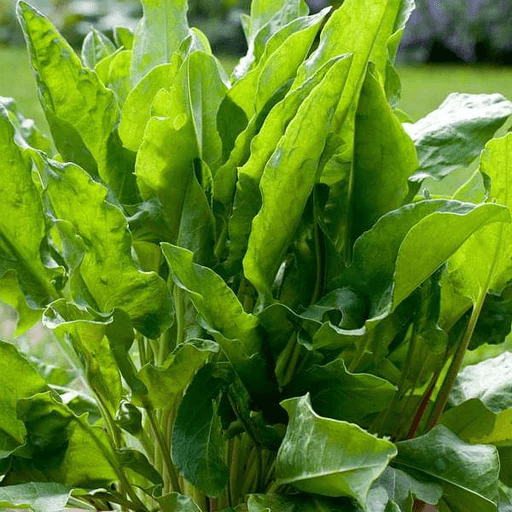 Sorrel Seeds – Garden Sorrel