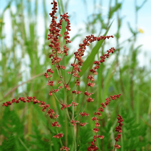 Sorrel Seeds – Sheep
