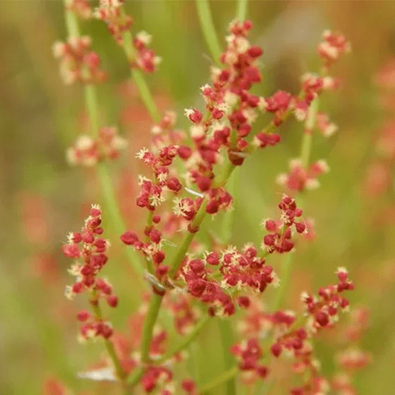 Sorrel Seeds – Sheep