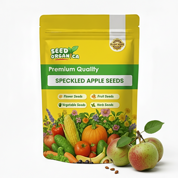 Sparaxis Tricolor Seeds – Orange