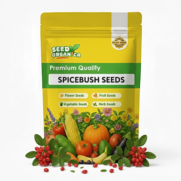 Spicebush Seeds