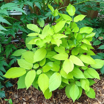 Spikenard Seeds