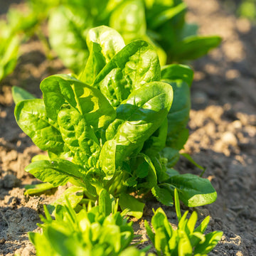 Spinacia Oleracea Spinach Seeds – Vegetable Plant
