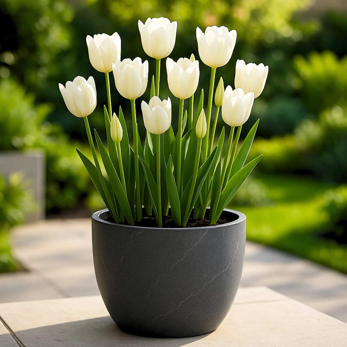 Spring Tulip Seeds - Flower Plant