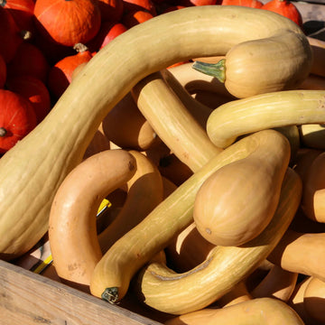 Tromboncino Squash Seeds – Vegetable Plant