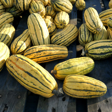 Delicata Squash Seeds - Vegetable Plant