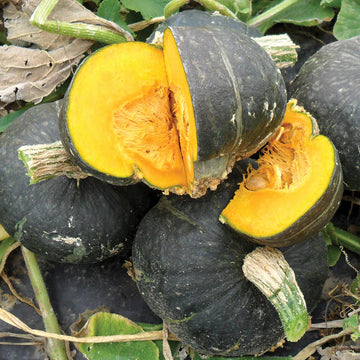 Burgess Buttercup Squash Seeds – Vegetable Plant
